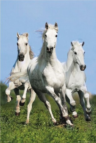 WhiteHorses