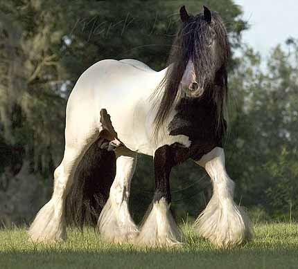 IrishCob