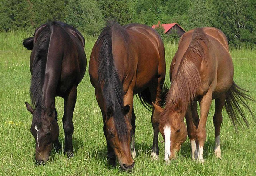 ThreeHorses